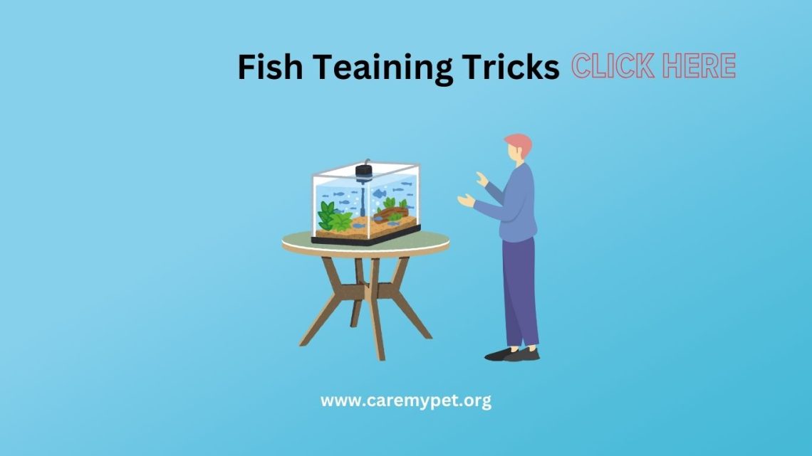 How to train fish at home