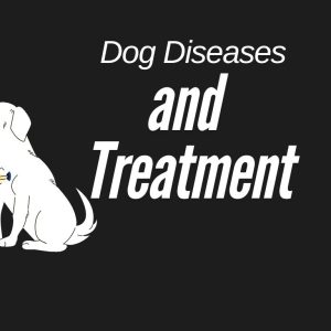 Common dog diseases and treatments