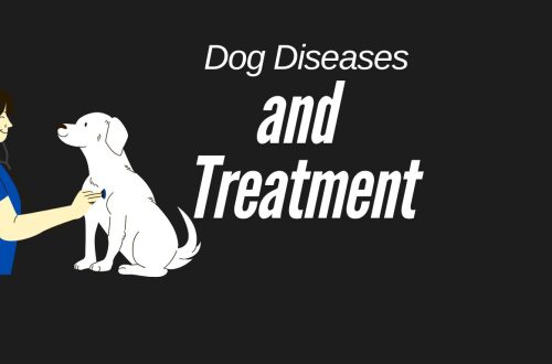 Common dog diseases and treatments