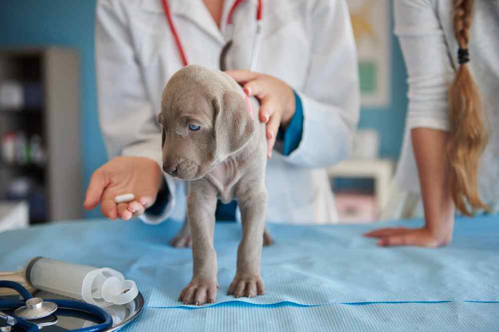 common dog diseases and treatment