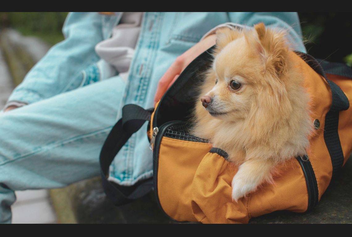 traveling with pets