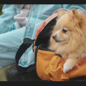 traveling with pets